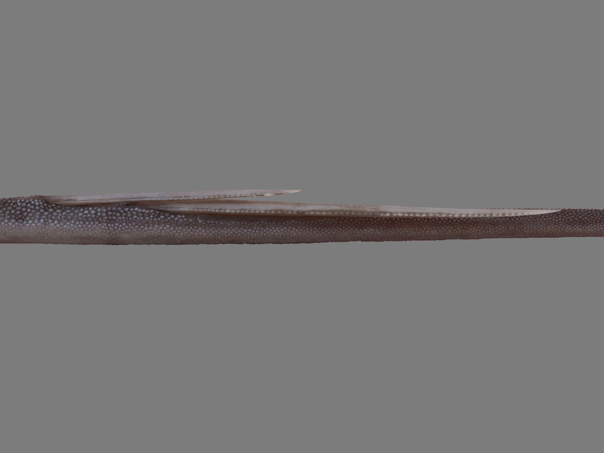 Maculabatis ambigua, male, 48 cm DW, tail with spines, Saudi Arabia: Jizan; S.V. Bogorodsky